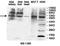 Zinc Finger Protein 460 antibody, orb78218, Biorbyt, Western Blot image 