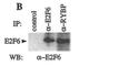 Transcription factor E2F6 antibody, EC0002, Kerafast, Immunoprecipitation image 