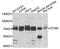 Signal Transducing Adaptor Molecule antibody, STJ25712, St John