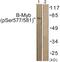 MYB Proto-Oncogene Like 2 antibody, PA5-38428, Invitrogen Antibodies, Western Blot image 