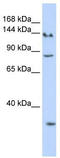 SIN3 Transcription Regulator Family Member A antibody, TA330564, Origene, Western Blot image 