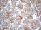 Interferon Lambda Receptor 1 antibody, M05986-1, Boster Biological Technology, Immunohistochemistry paraffin image 