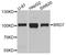 Bromodomain Containing 7 antibody, A2308, ABclonal Technology, Western Blot image 