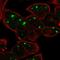 Teneurin Transmembrane Protein 2 antibody, HPA068691, Atlas Antibodies, Immunofluorescence image 