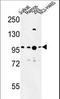 BAF Chromatin Remodeling Complex Subunit BCL11A antibody, LS-C156769, Lifespan Biosciences, Western Blot image 