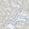 Pyrroline-5-Carboxylate Reductase 1 antibody, LS-C349001, Lifespan Biosciences, Immunohistochemistry paraffin image 