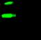 Fibronectin 1 antibody, 10314-RP03, Sino Biological, Immunoprecipitation image 