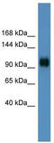 PGC-1-alpha antibody, TA343709, Origene, Western Blot image 