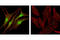 Baculoviral IAP Repeat Containing 7 antibody, 5471S, Cell Signaling Technology, Immunocytochemistry image 