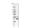 Nucleolar Protein Interacting With The FHA Domain Of MKI67 antibody, NBP2-36750, Novus Biologicals, Western Blot image 