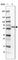 Solute Carrier Family 13 Member 1 antibody, HPA053615, Atlas Antibodies, Western Blot image 