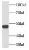 TERF1 Interacting Nuclear Factor 2 antibody, FNab08710, FineTest, Western Blot image 