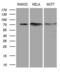 Decapping MRNA 1B antibody, MA5-27231, Invitrogen Antibodies, Western Blot image 