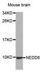 NEDD8 Ubiquitin Like Modifier antibody, STJ24730, St John