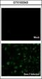 Dengue virus antibody, GTX103343, GeneTex, Immunocytochemistry image 