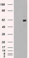 Nuclear Receptor Binding Protein 1 antibody, CF500442, Origene, Western Blot image 