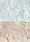 G Protein-Coupled Receptor 18 antibody, NBP2-24918, Novus Biologicals, Immunohistochemistry frozen image 