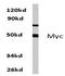 P01106-2 antibody, AP06238PU-N, Origene, Western Blot image 