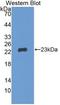 Gremlin 1, DAN Family BMP Antagonist antibody, LS-C314275, Lifespan Biosciences, Western Blot image 