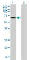 Dual Specificity Tyrosine Phosphorylation Regulated Kinase 4 antibody, H00008798-B01P, Novus Biologicals, Western Blot image 