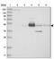 Fetuin B antibody, PA5-57169, Invitrogen Antibodies, Western Blot image 
