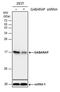 GABA Type A Receptor-Associated Protein antibody, PA5-78365, Invitrogen Antibodies, Western Blot image 
