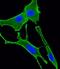 G Protein Subunit Alpha 11 antibody, M03817, Boster Biological Technology, Immunofluorescence image 