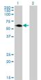 RAGE antibody, H00000177-M05, Novus Biologicals, Western Blot image 