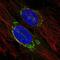 Transmembrane P24 Trafficking Protein 3 antibody, PA5-67440, Invitrogen Antibodies, Immunofluorescence image 