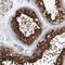 Heat Shock Protein Family A (Hsp70) Member 6 antibody, NBP1-85949, Novus Biologicals, Immunohistochemistry frozen image 