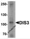 DIS3 Homolog, Exosome Endoribonuclease And 3'-5' Exoribonuclease antibody, 7343, ProSci, Western Blot image 