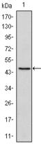 POU Class 5 Homeobox 1 antibody, STJ98288, St John