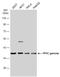 Protein Phosphatase 1 Catalytic Subunit Gamma antibody, NBP1-32858, Novus Biologicals, Western Blot image 