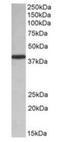 Poly(RC) Binding Protein 1 antibody, orb125088, Biorbyt, Western Blot image 