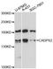 Calcium Dependent Secretion Activator 2 antibody, LS-C748847, Lifespan Biosciences, Western Blot image 
