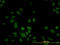 S100 Calcium Binding Protein A6 antibody, LS-B5528, Lifespan Biosciences, Immunofluorescence image 