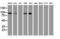 Ubiquitin Specific Peptidase 10 antibody, LS-C173574, Lifespan Biosciences, Western Blot image 