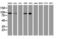 Ubiquitin carboxyl-terminal hydrolase 10 antibody, LS-C173574, Lifespan Biosciences, Western Blot image 