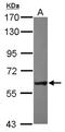 Nuclear RNA export factor 2 antibody, NBP2-15050, Novus Biologicals, Western Blot image 