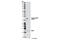 MOB Kinase Activator 1B antibody, 8843S, Cell Signaling Technology, Western Blot image 