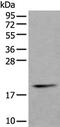 Protein Tyrosine Phosphatase 4A1 antibody, PA5-67528, Invitrogen Antibodies, Western Blot image 