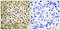 SMAD Family Member 3 antibody, LS-C117540, Lifespan Biosciences, Immunohistochemistry frozen image 