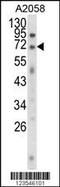 EWS RNA Binding Protein 1 antibody, 63-659, ProSci, Western Blot image 