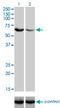 UDP-Glucose Pyrophosphorylase 2 antibody, LS-C198405, Lifespan Biosciences, Western Blot image 