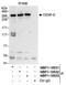 Myosin Heavy Chain 10 antibody, NBP1-18931, Novus Biologicals, Immunoprecipitation image 