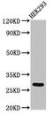 Ankyrin Repeat Domain 49 antibody, CSB-PA837858LA01HU, Cusabio, Western Blot image 