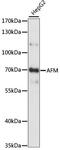 Afamin antibody, LS-C750221, Lifespan Biosciences, Western Blot image 