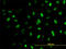 Meis Homeobox 2 antibody, LS-C133318, Lifespan Biosciences, Immunofluorescence image 