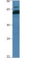 Kiaa0239 antibody, orb324784, Biorbyt, Western Blot image 