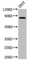 Calpain 2 antibody, CSB-PA004496LA01HU, Cusabio, Western Blot image 